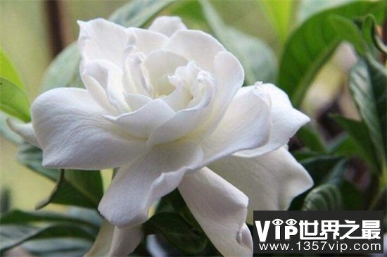 盘点10种最香最美花卉：丁香花上榜，栀子花高居榜首