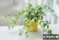 10种室内最好养的植物：常春藤、吊兰均上榜