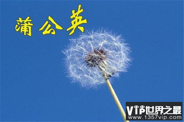 蒲公英有什么功效