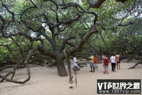 世界上十大神奇的树：胡杨树生命力特顽强