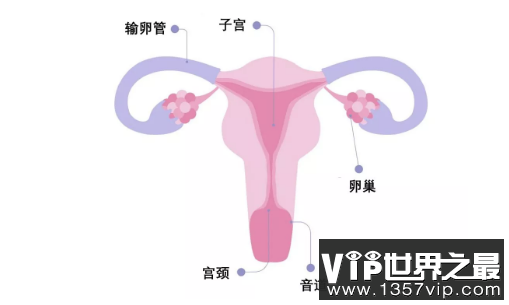 内部生殖器官