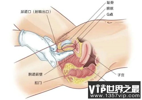 女性高潮的地带