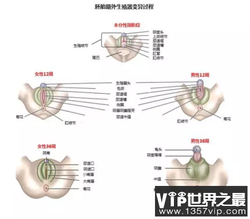 为什么会有前列腺高潮