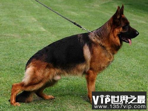 德国牧羊犬