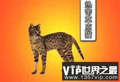 热带草原猫