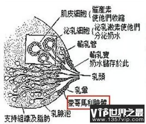 其实就是蒙哥马利腺