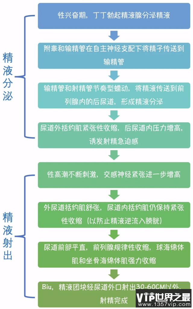 男性正常从开始到发射全过程