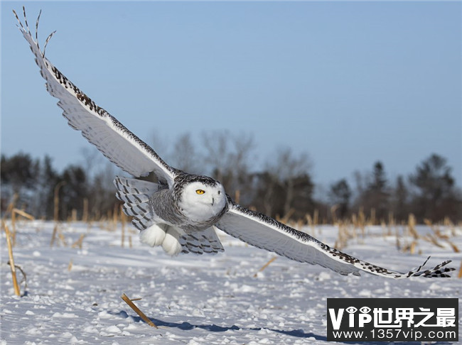 雪鸮‍