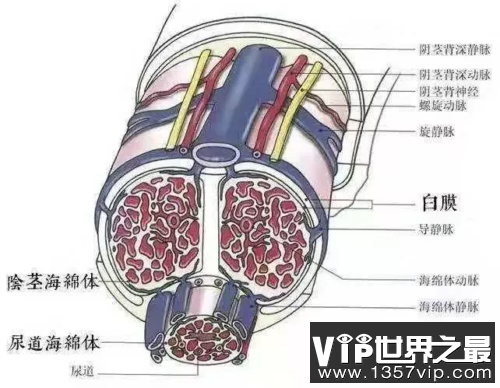 小老弟是怎么博起的