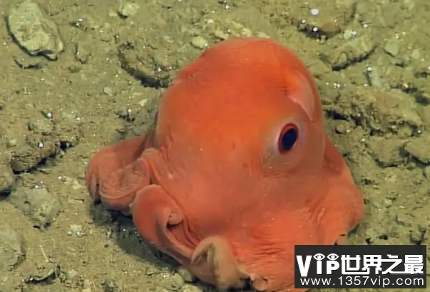 海洋生物十大可爱生物