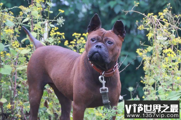 世界优秀猎犬十大排名，灵缇速度最快，第五是中国比特犬