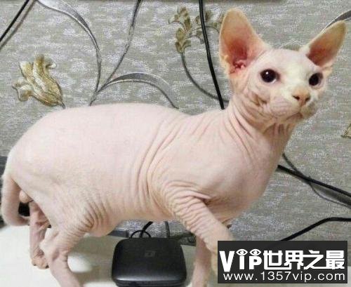 世界上最丑的猫咪——斯芬克斯猫