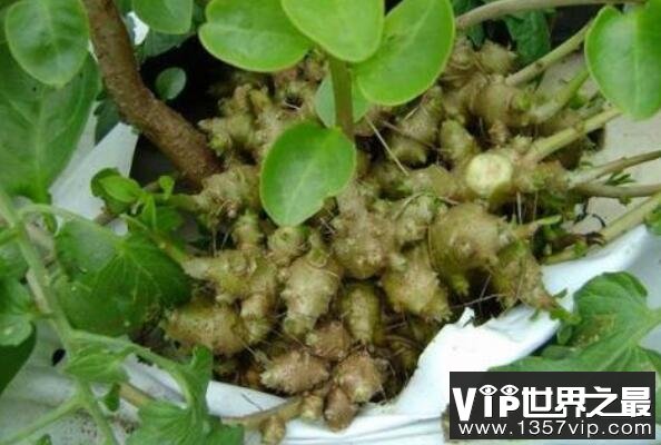 中国十大知名植物药材，板蓝根上榜，1357vip.com第三被誉为家庭药箱