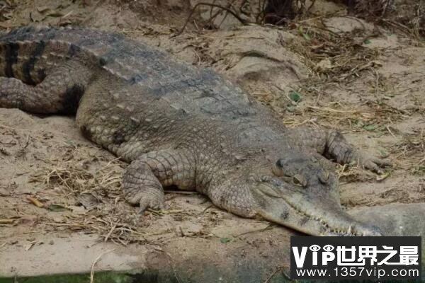 非洲狭吻鳄