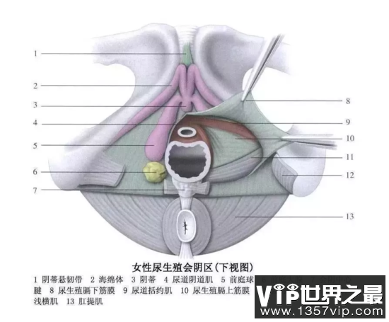 阴di