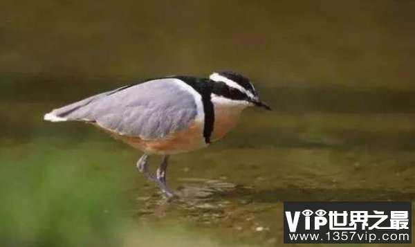 世界上最勇敢的鸟，牙签鸟从鳄鱼嘴里夺食