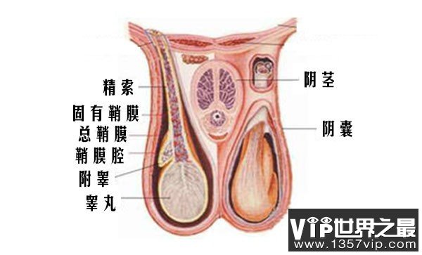 丁丁是要护好蛋蛋的事也要知道