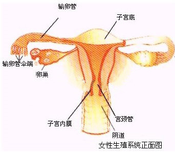 双腿之间散发的女人味是什么味