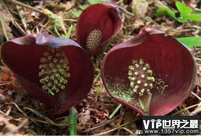 世界上10大最难闻的花 白星海芋是草本植物(奇臭无比)