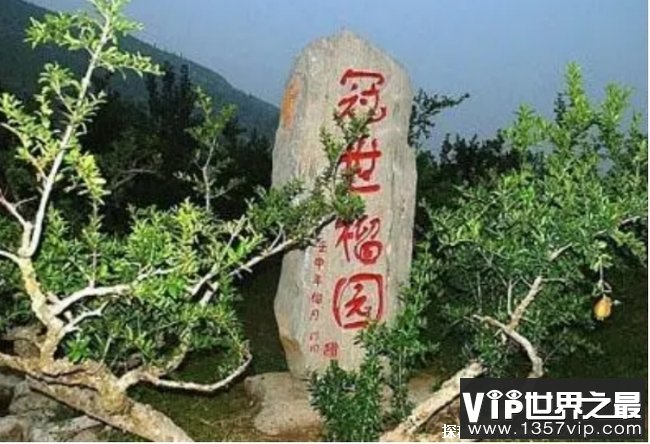 世界上石榴最多的石榴园 位于山东的冠世榴园 (历史悠久)