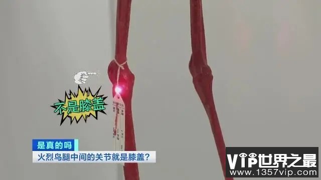 火烈鸟的“膝盖” 其实相当于脚后跟