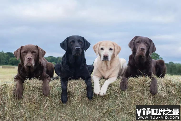 巧克力色的拉布拉多犬寿命更短