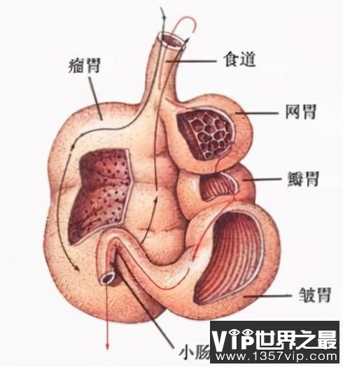 反刍动物和人类相比胃病会更少吗