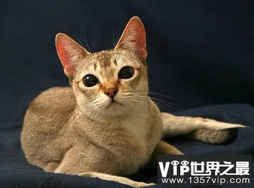 世界上最小的猫，新加坡猫体重不足2公斤