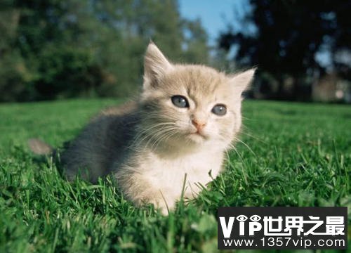 世界上最小的猫，新加坡猫体重不足2公斤