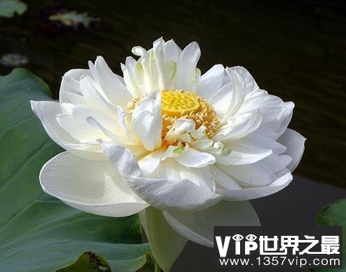 雪莲花和莲花其实没有关系