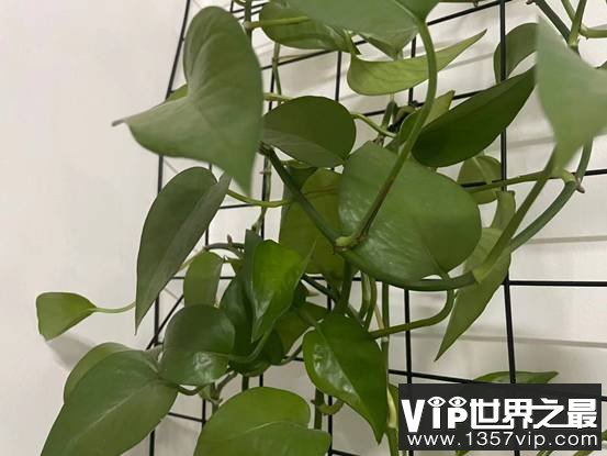 为什么植物会散发气味