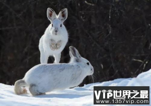 世界上最会变色的兔子，白靴兔自带雪地靴