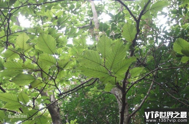 全世界只剩一株野生个体的植物