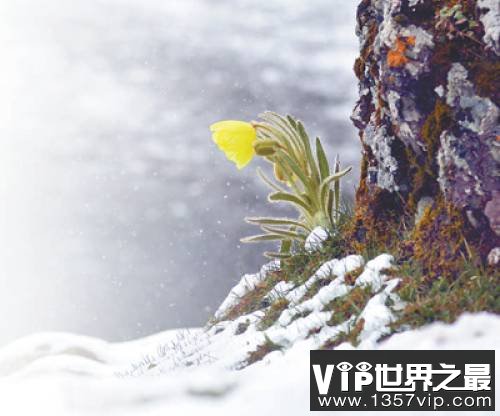 为什么冰天雪地中也有植物开花