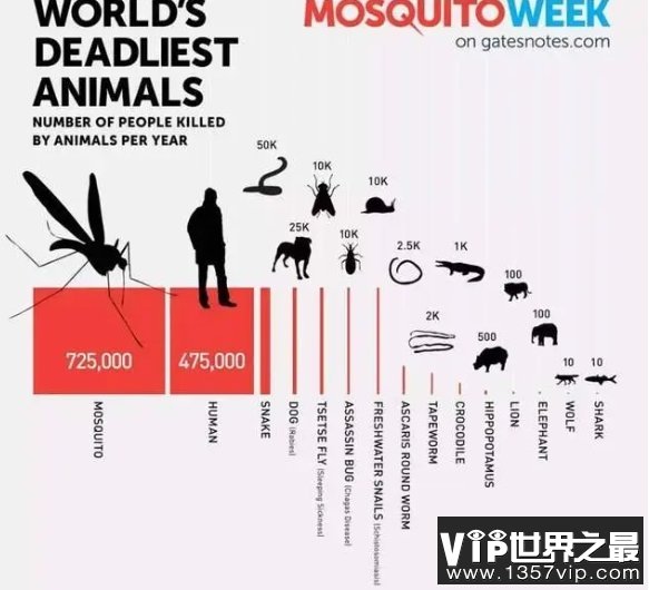 锯鳞蝰蛇毒性不强、体型不大，凭什么成为了杀人最多的毒蛇？