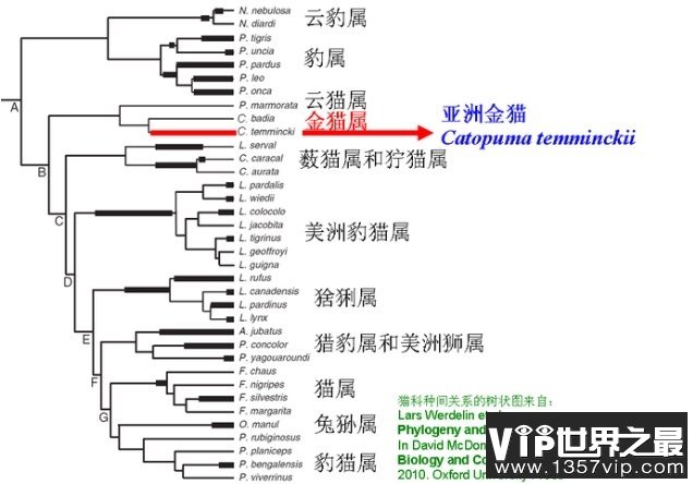 猎豹是陆地上速度最快的动物，那么它究竟有没有天敌？