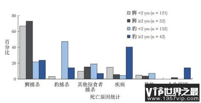 狮子是花豹最大的杀手，为何花豹还喜欢与狮子比邻而居？