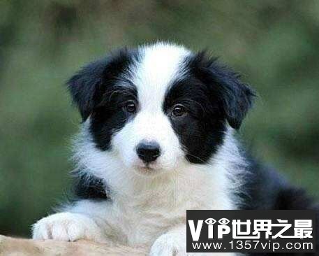 世界上最聪明的狗狗品种：贵宾犬排第二