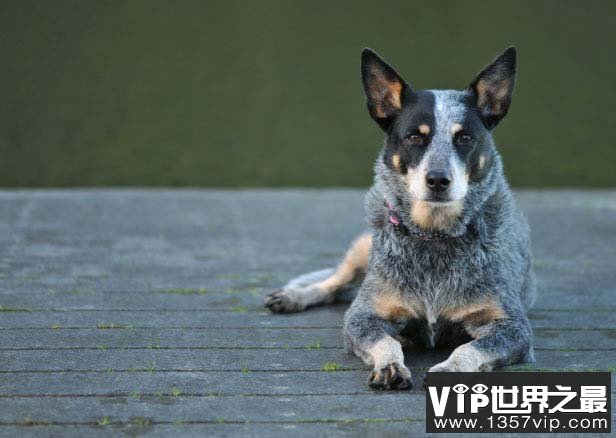 澳大利亚牧牛犬