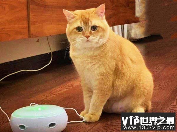 十大常见的宠物猫排行榜，波斯猫上榜