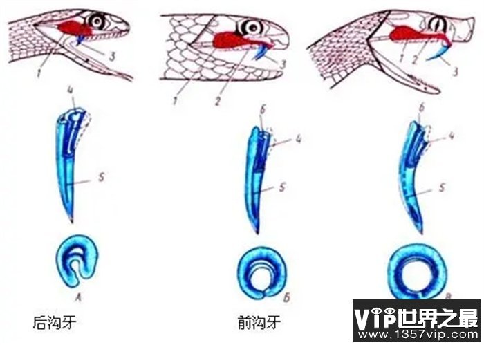 蛇明明吃黄鳝，为何有人说蛇怕黄鳝？蛇真的怕黄鳝吗？为什么？