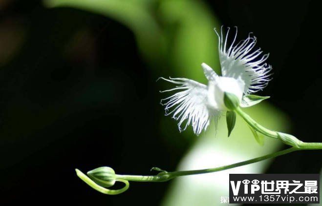 世界十大奇特植物 鬼兰浮在空中像幽灵一样(比较昂贵)