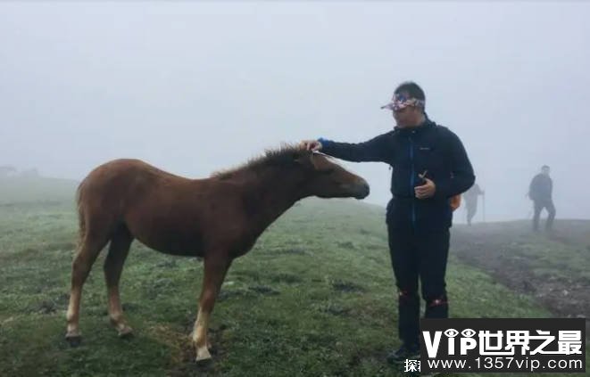 世界历史上十大最著名的马 触发是著名的马(技巧比较多)