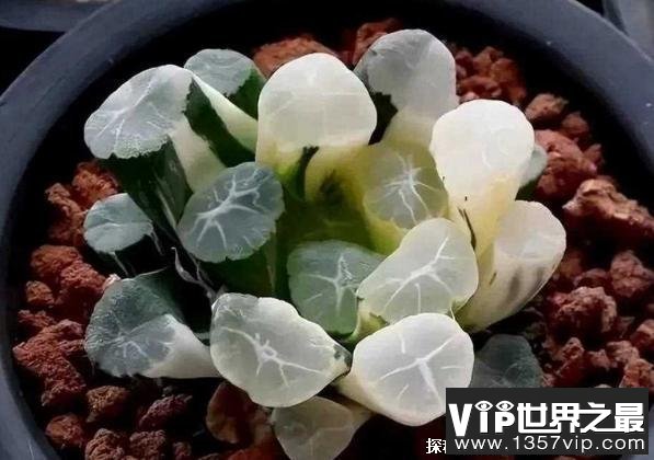 世界上价格昂贵的十种多肉植物 霓虹灯玉露(数量稀少)