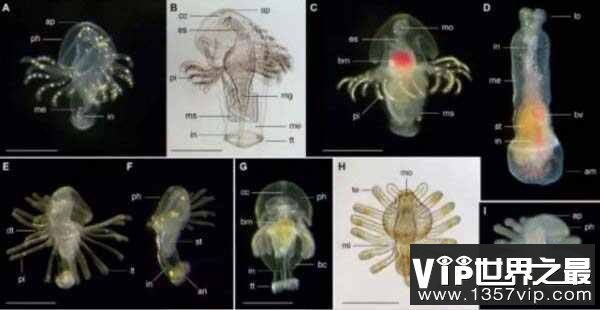 世界上数量最多的幼虫生态群：海洋幼虫