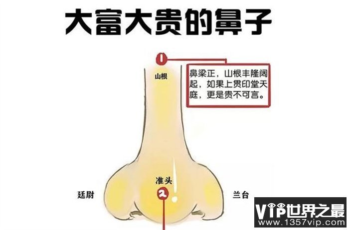 鼻子看财运：有这种鼻子的人 一生大富大贵 不愁没钱花 你有吗