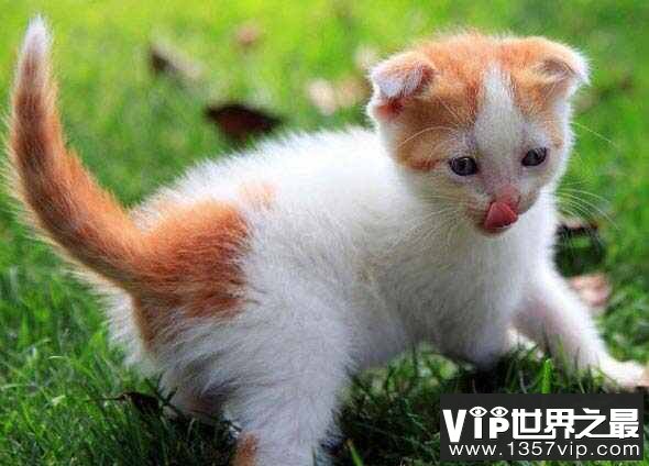 十大最适合新手养的猫，养猫人士看过来