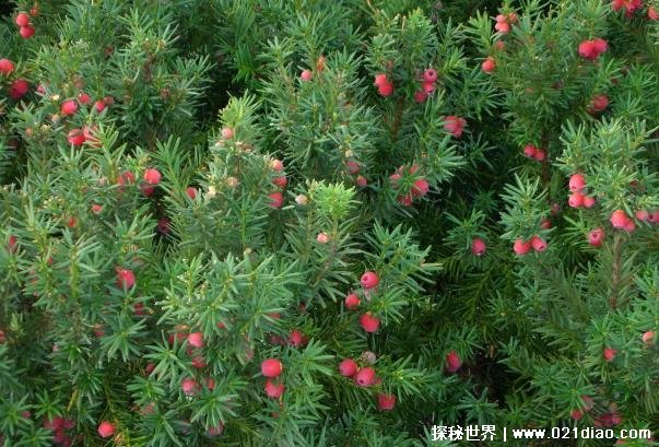 世界上十大被称为抗癌明星的植物 长春花第一(中药用途广)