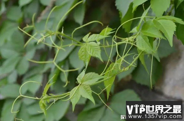 爬山虎是比较受欢迎的藤蔓植物 观赏价值高(绿化面积大)