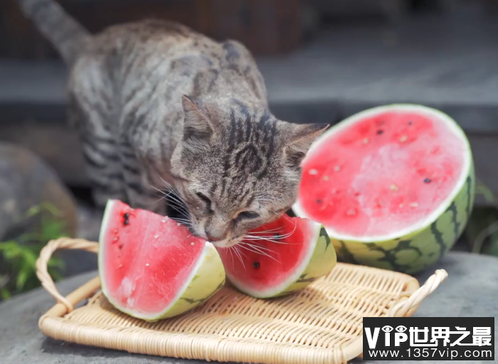 猫咪能吃西瓜吗 猫咪哪些水果不能吃